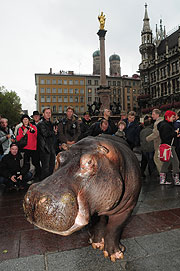 Nilpferd auf dem Marienplatz (©Foto: Ingrid Grossmann)